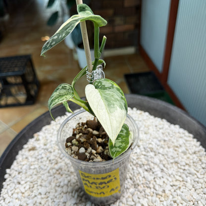 Scindapsus Mayari Albo