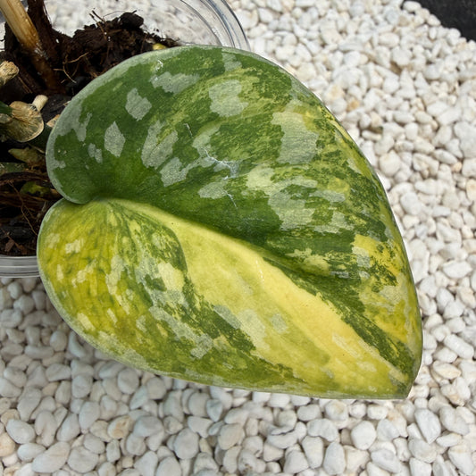 Scindapsus Mayari Aurea - DB1