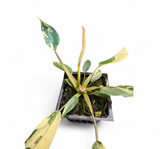 Philodendron Joepii Variegated - (base of plant)