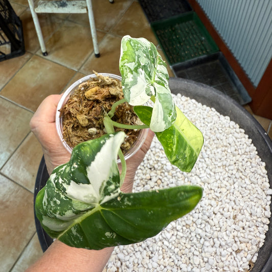 Alocasia Frydek - AF1