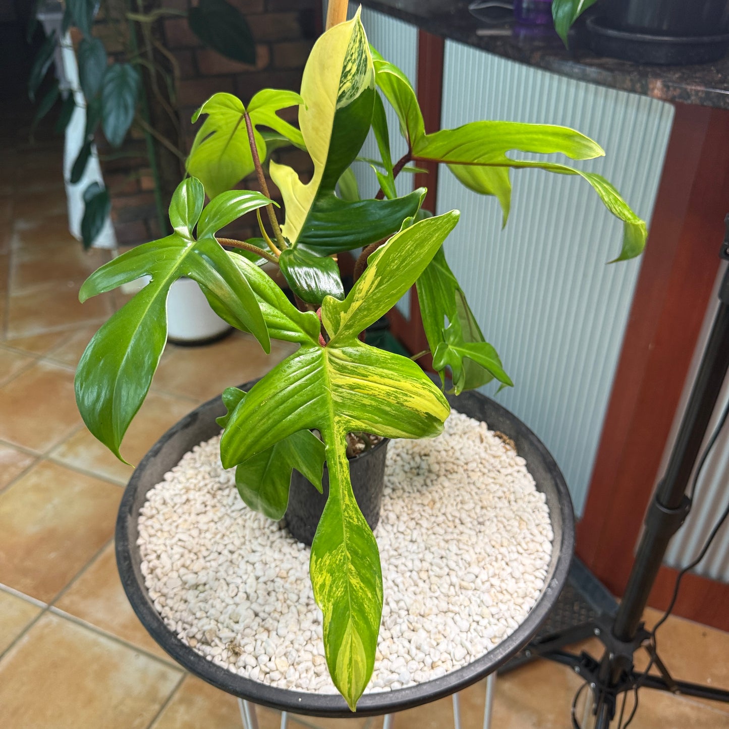 Philodendron Florida Beauty - PFB6 - non tc large leaves