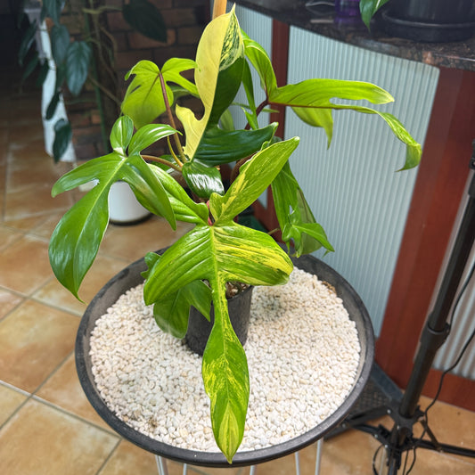 Philodendron Florida Beauty - PFB6 - non tc large leaves