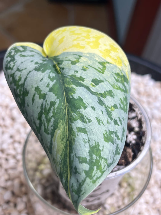 Scindapsus Mayari Aurea