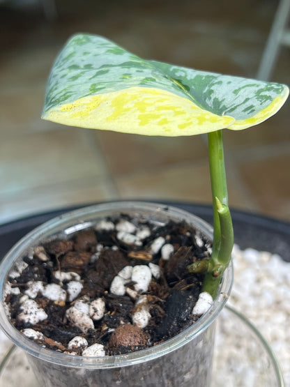 Scindapsus Mayari Aurea