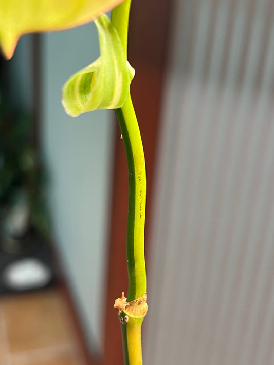 Philodendron Variegated Mican rooted cutting