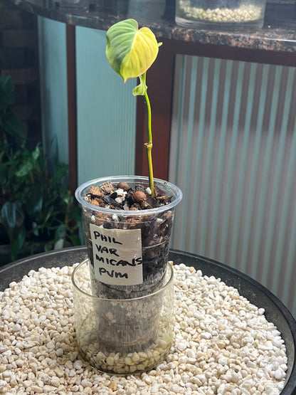 Philodendron Mican Variegated rooted cutting