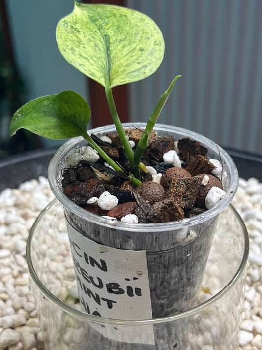 Scindapsus Treubii Mint
