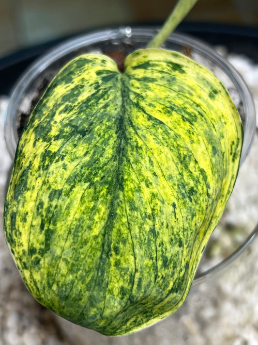 Scindapsus Crème Brulee