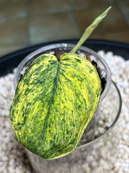 Scindapsus Crème Brulee
