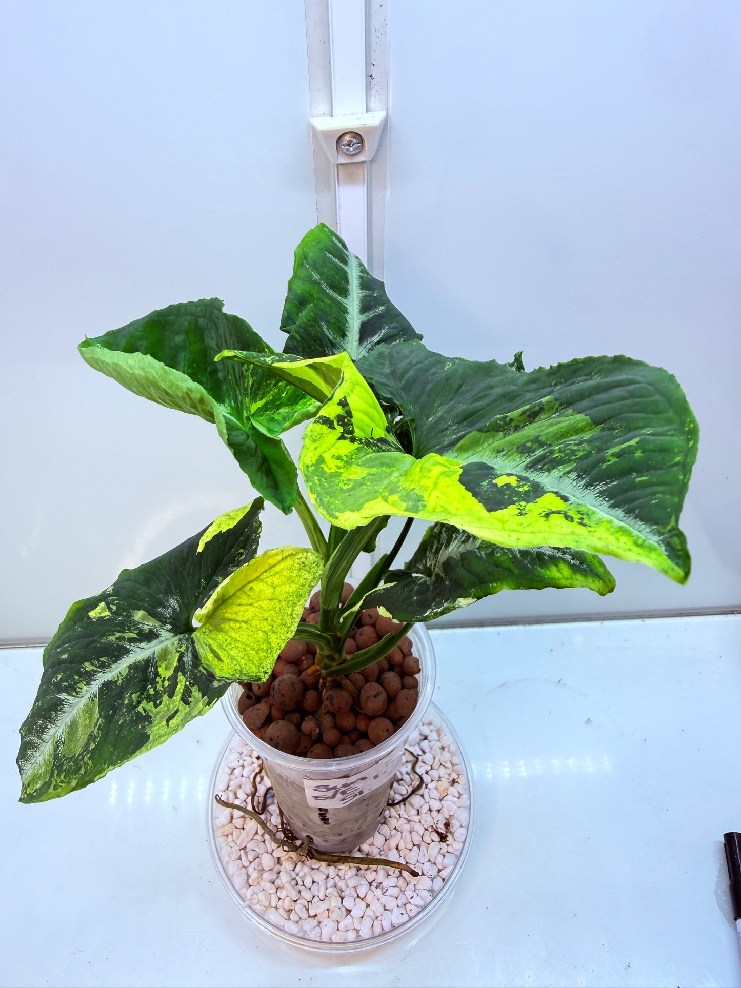 Syngonium Scrambled Eggs - S1