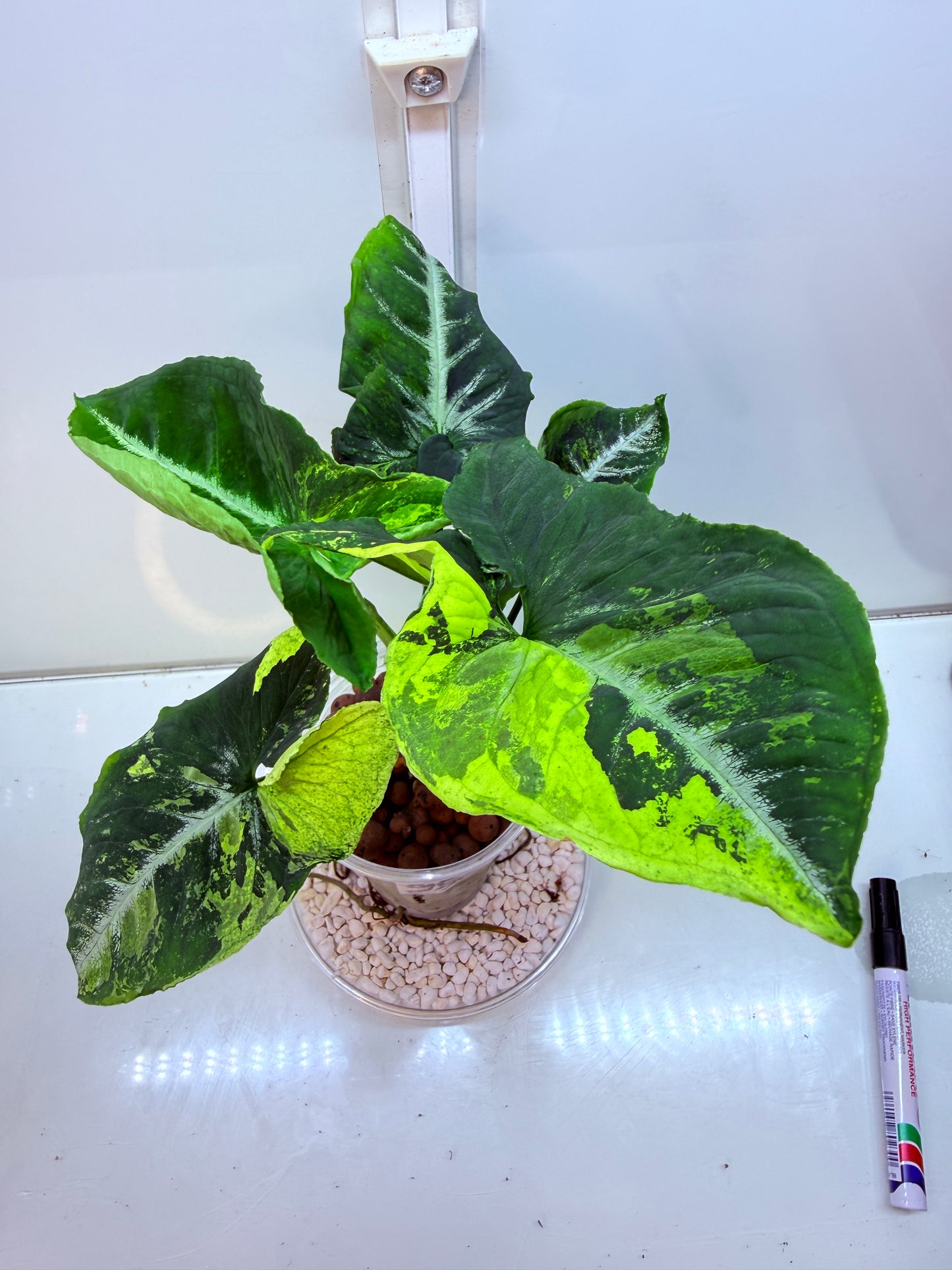 Syngonium Scrambled Eggs - S1