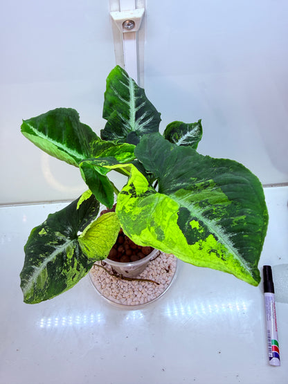 Syngonium Scrambled Eggs - S1