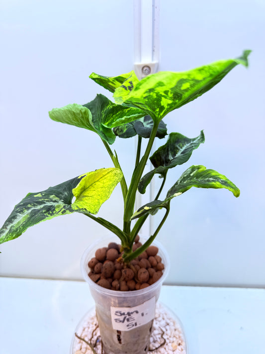 Syngonium Scrambled Eggs - S1