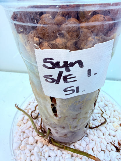 Syngonium Scrambled Eggs - S1