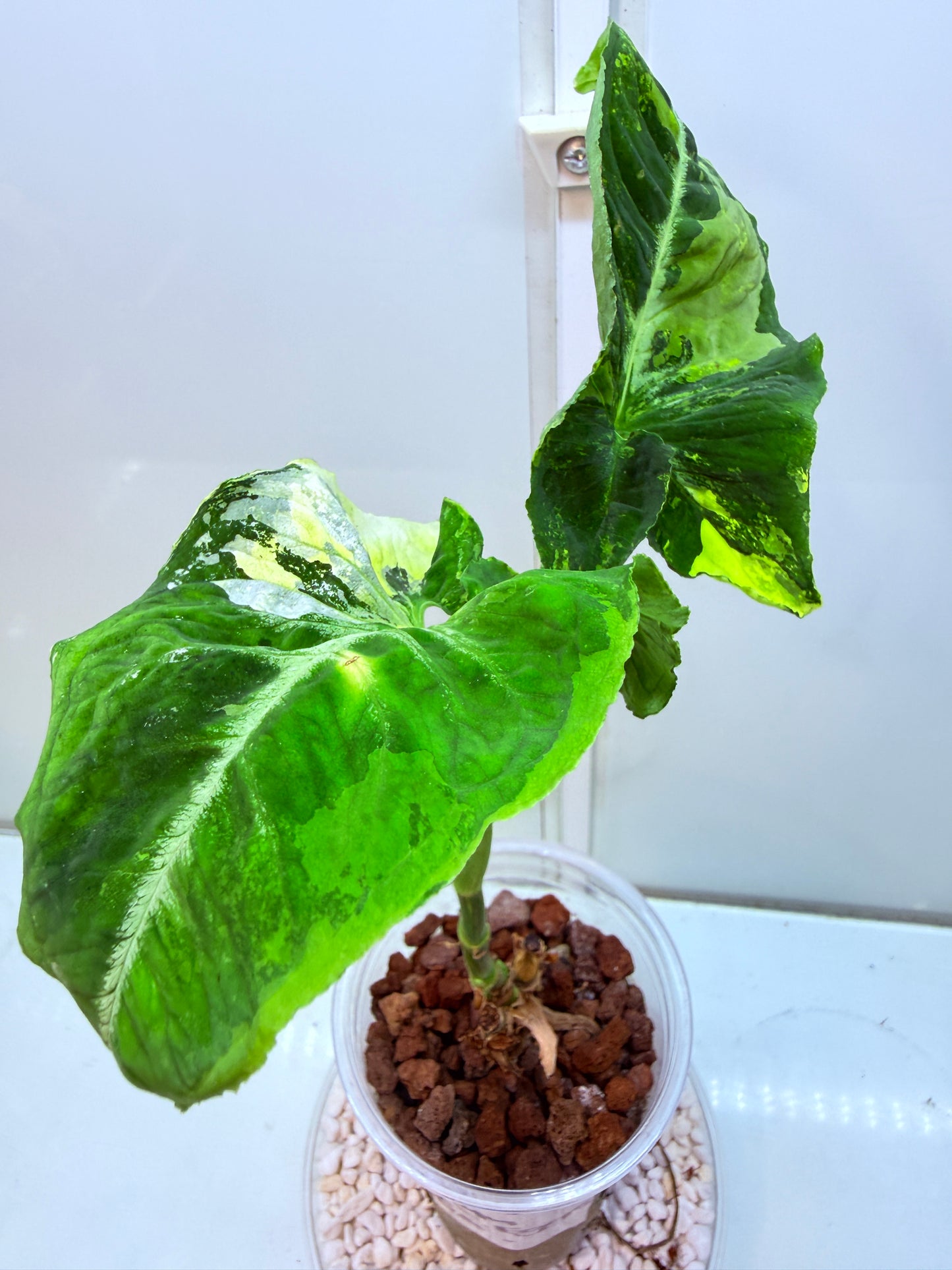 Syngonium Scrambled Eggs - S2
