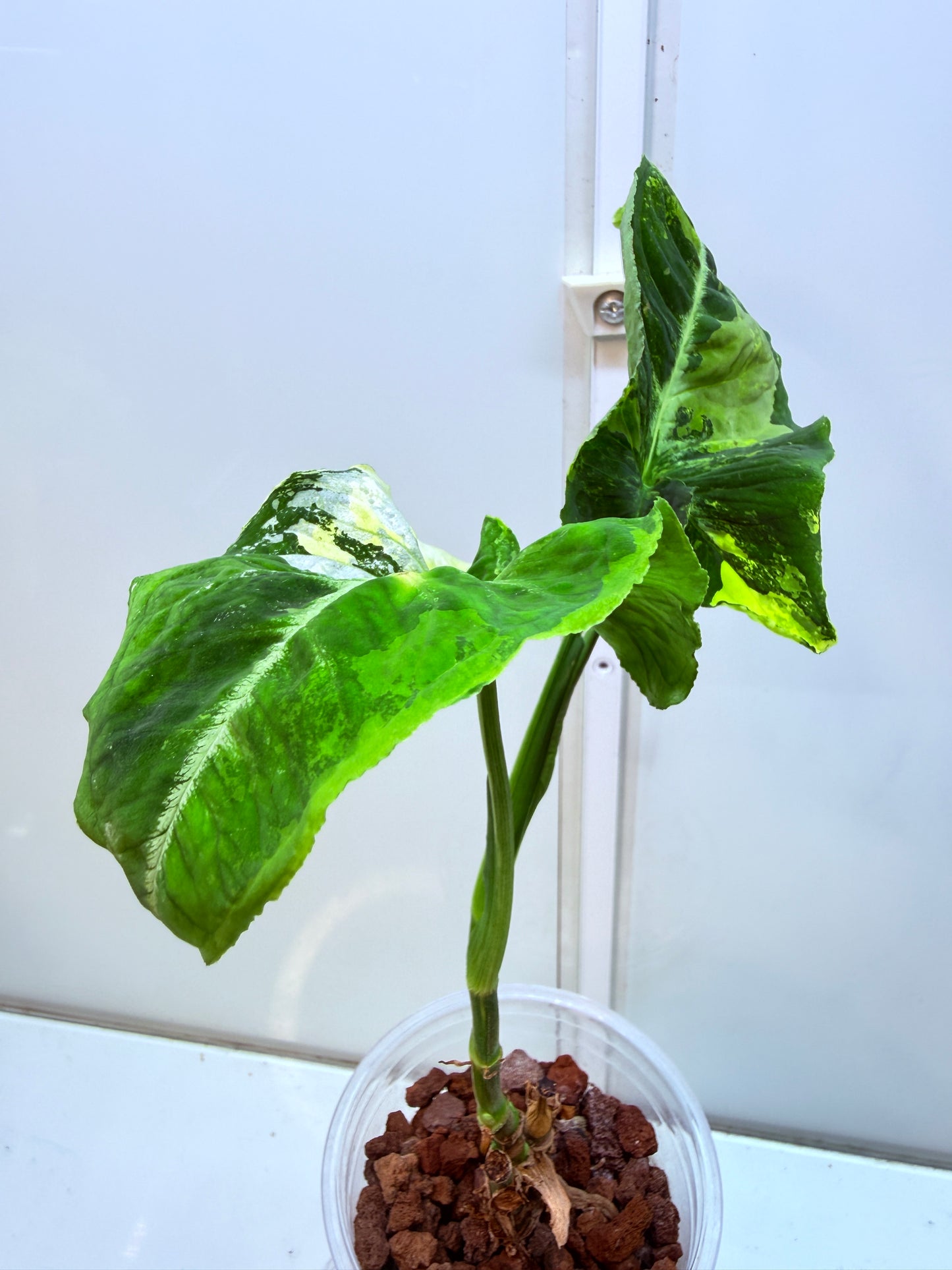 Syngonium Scrambled Eggs - S2