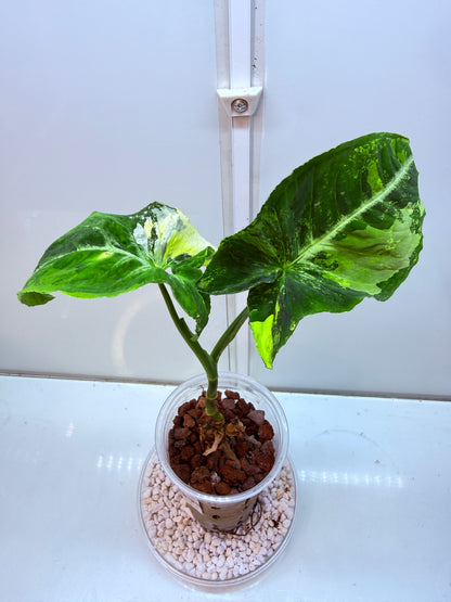 Syngonium Scrambled Eggs - S3