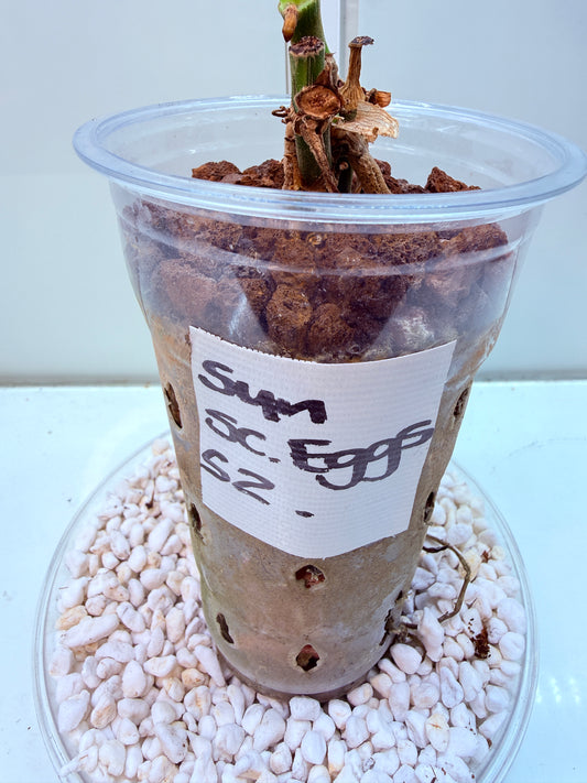 Syngonium Scrambled Eggs - S2