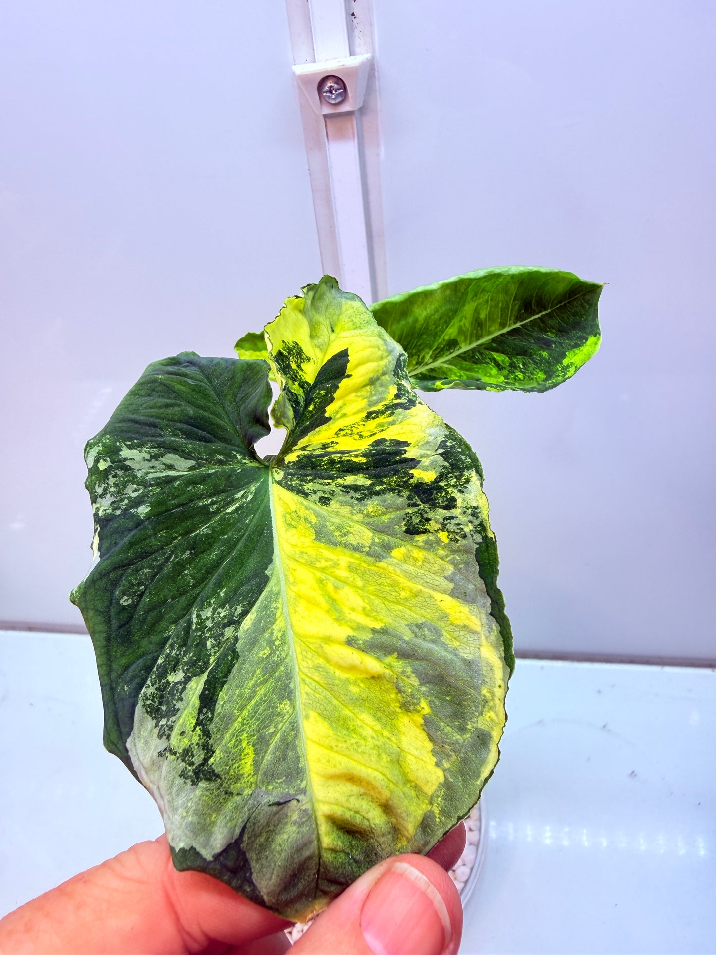 Syngonium Scrambled Eggs - S3