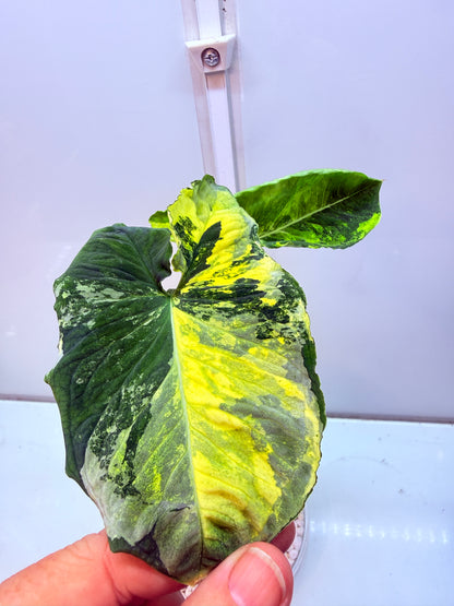 Syngonium Scrambled Eggs - S3