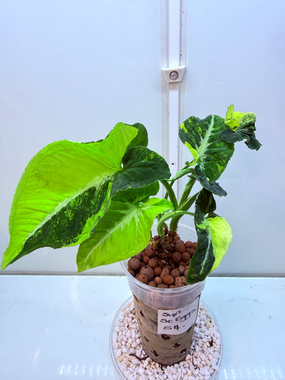 Syngonium Scrambled Eggs - S4