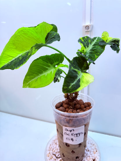 Syngonium Scrambled Eggs - S4
