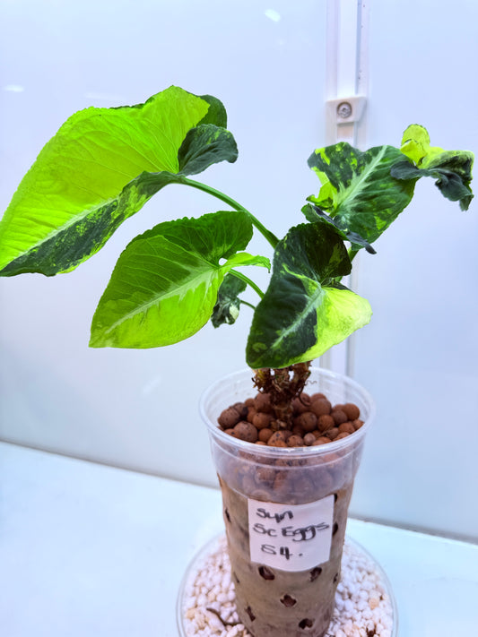 Syngonium Scrambled Eggs - S4