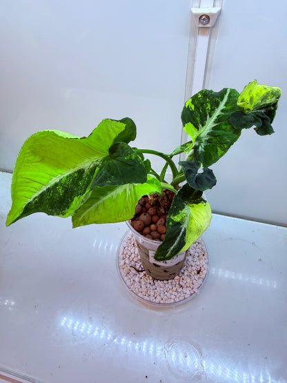 Syngonium Scrambled Eggs - S4