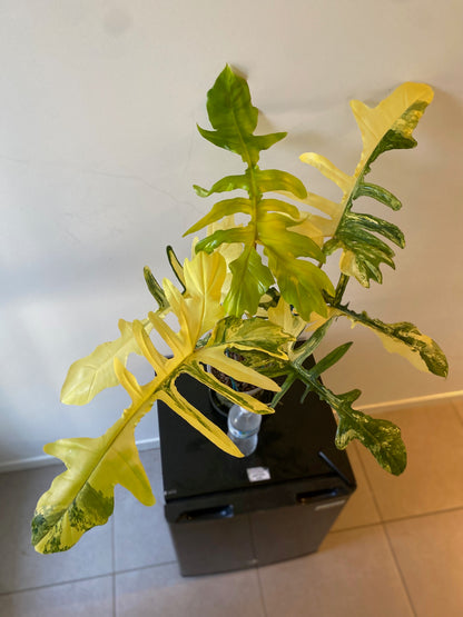 Philodendron Florida Beauty x Mayoi - HUGE Plant