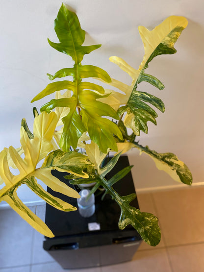Philodendron Florida Beauty x Mayoi - HUGE Plant