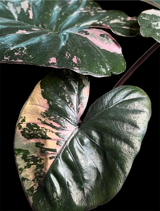 Alocasia Serendipity - Pink and Pretty