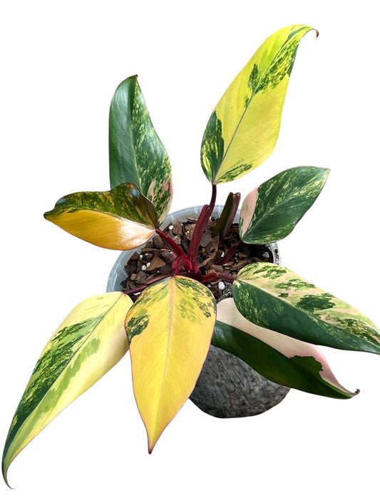 Philodendron Strawberry Shake