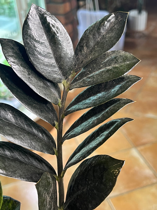 ZZ Black Raven Zanzibar - BRZZ2