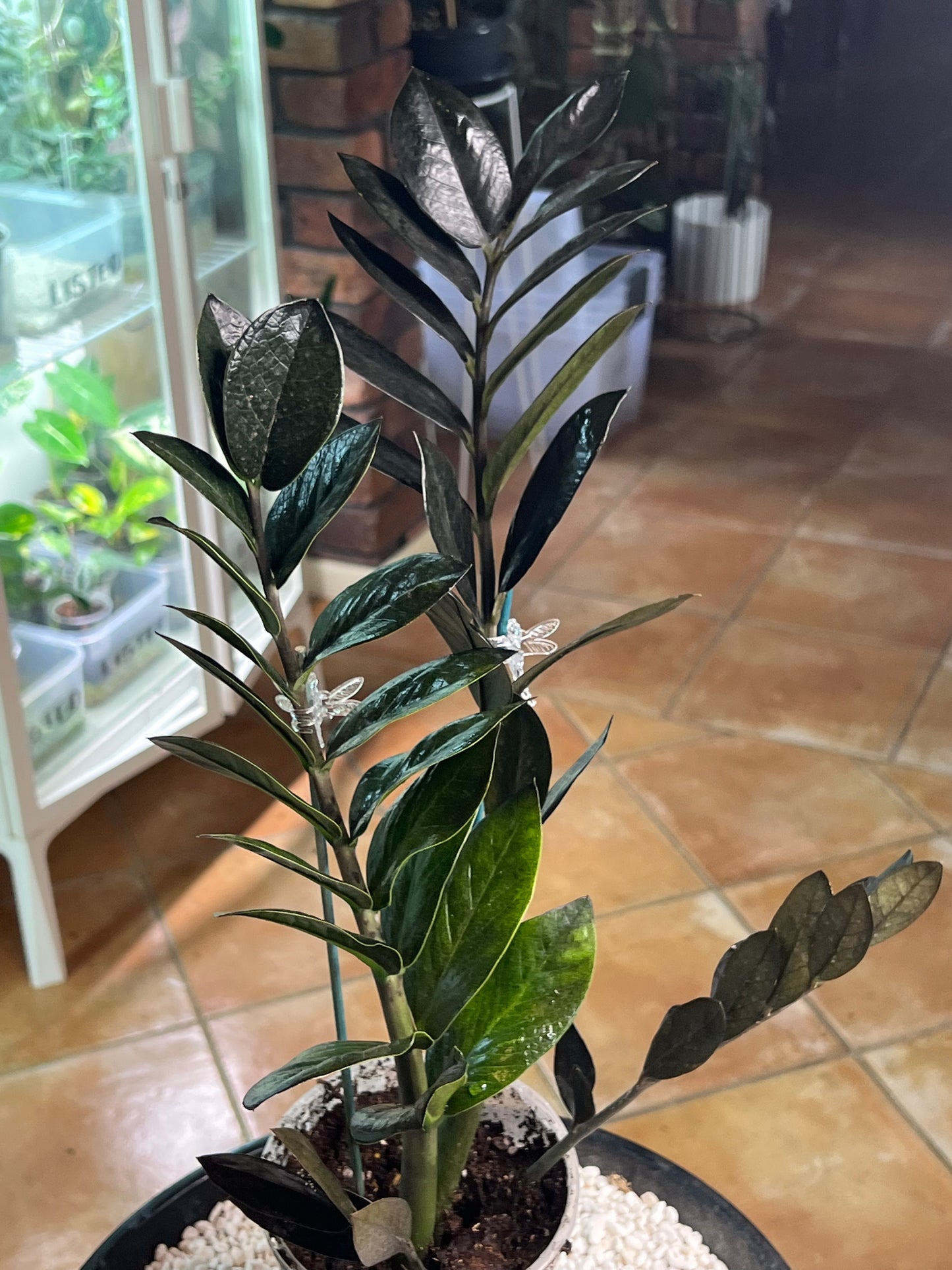 ZZ Black Raven Zanzibar - BRZZ2