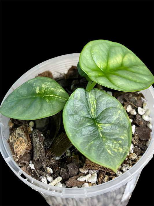 Alocasia Silver Dragon Variegated