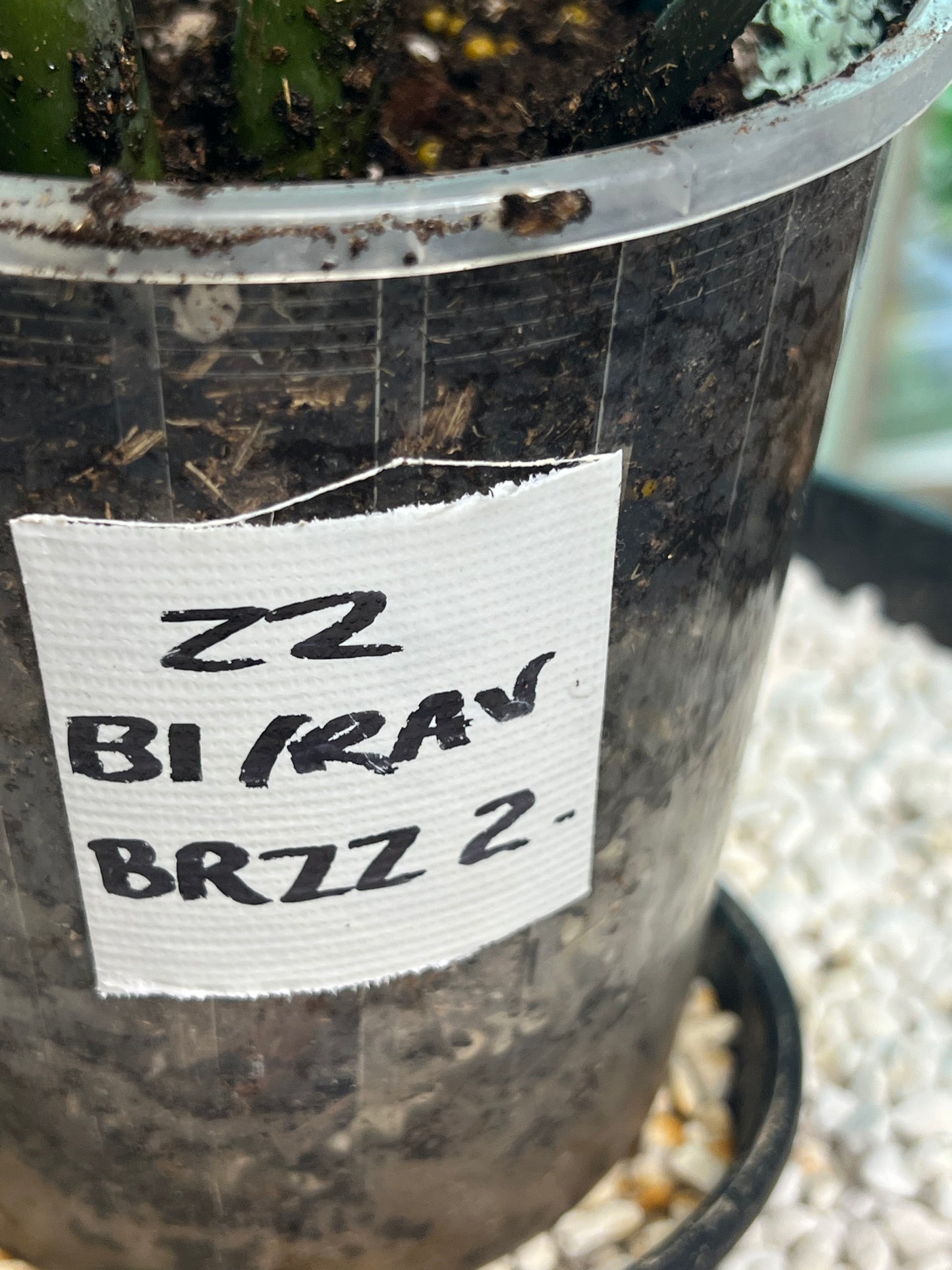 ZZ Black Raven Zanzibar - BRZZ2