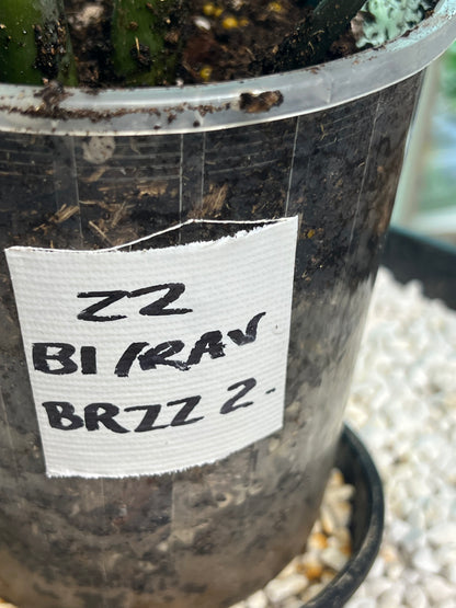 ZZ Black Raven Zanzibar - BRZZ2