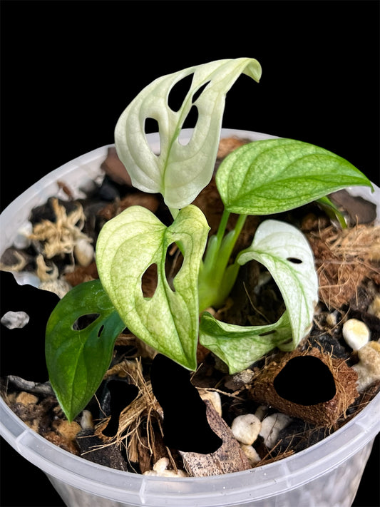 Monstera Adansonii White Mint (the real deal/not mottled)
