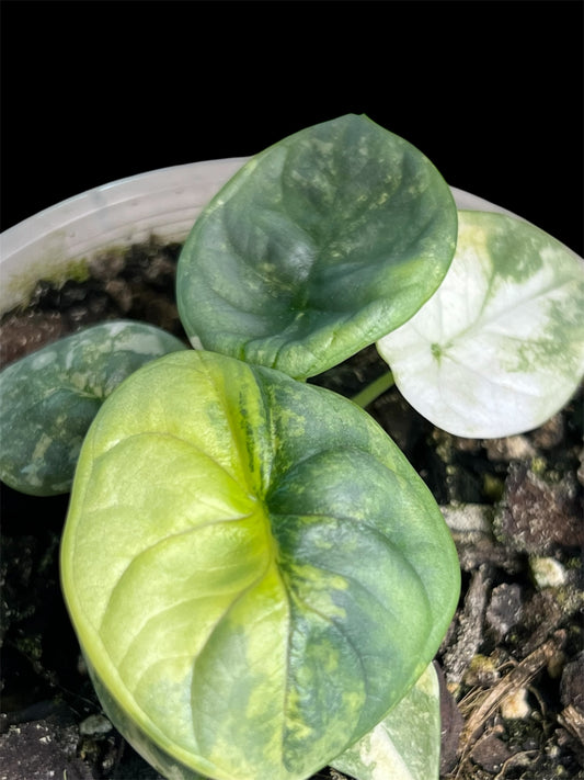 Alocasia Silver Dragon Variegated