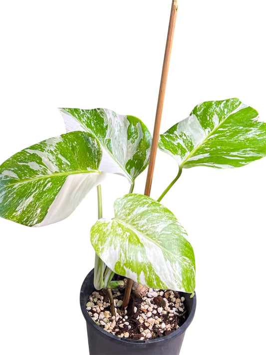 Monstera Borsigana Variegated