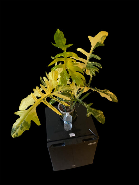 Philodendron Florida Beauty x Mayoi - HUGE Plant