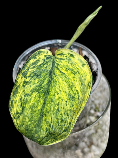 Scindapsus Crème Brulee