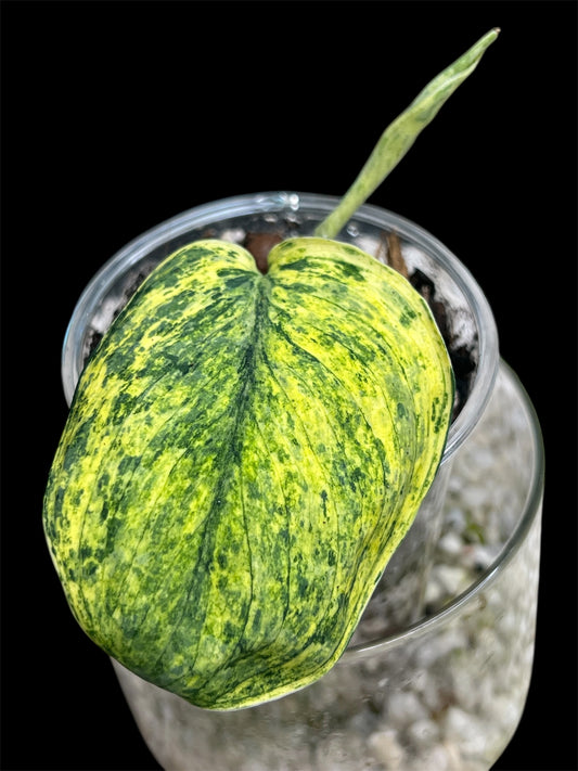 Scindapsus Crème Brulee