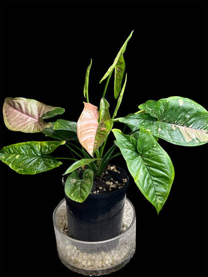 Syngonium Pink Splash