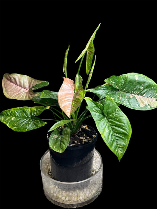 Syngonium Pink Splash