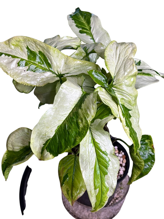 Syngonium 3 Kings