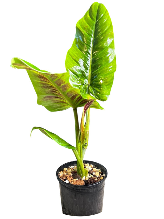 Philodendron Subhastatum