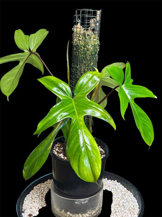 Philodendron Florida Beauty (reverted) large Leaf