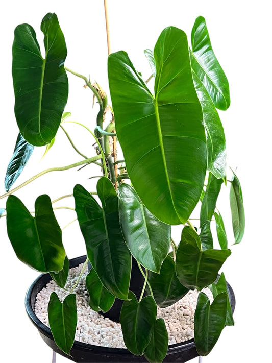 Philodendron Burle Marx