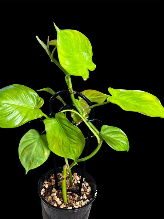 Philodendron Camposportoanum